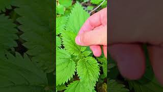 La PLANTA que SALVARÁ TU VIDA 🌿 Propiedades de la Ortiga #Plantas #SHORTS
