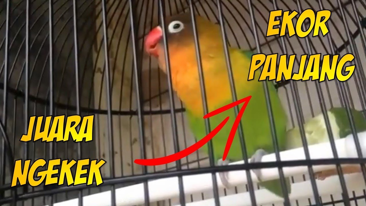 Lovebird Juara Ngekek Panjang Ekor Pun Ikuti Irama Ngekek | Lovebird
