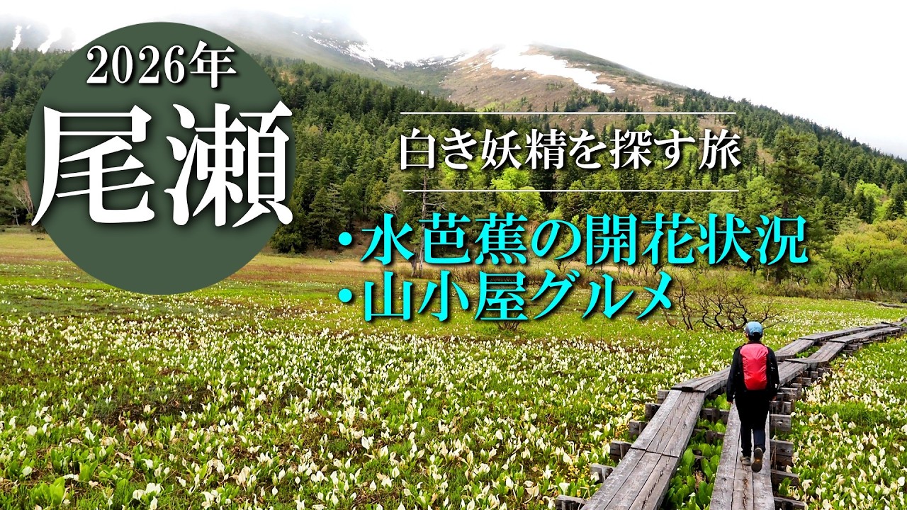 尾瀬】水芭蕉シーズン到来！開花状況・山小屋グルメ（2026.5.23-24
