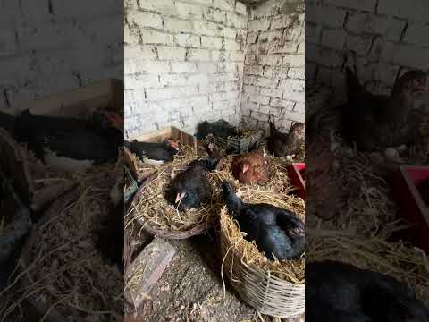 ده مرغ جوان از تخم مرغ ها برای جوجه درآوردن استفاده می کنند شورت