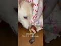 今夜も徹夜でギャン泣きする賢殿様。