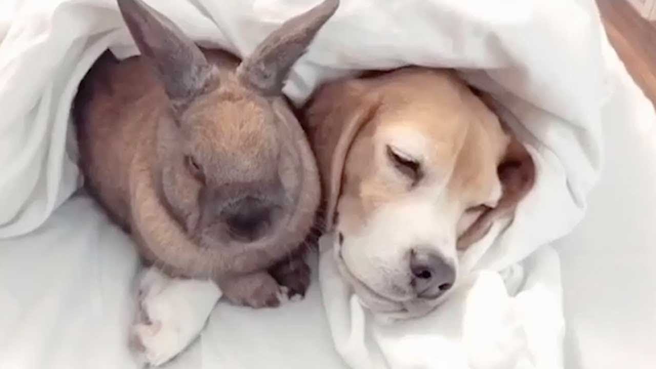 Adorable Dog And Bunny Are Best Friends 