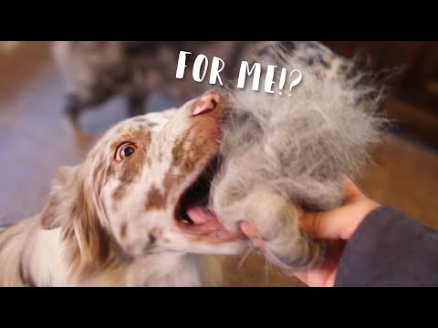 WHAT BRUSHING my AUSTRALIAN SHEPHERDS LOOKS LIKE | How much hair does an Aussie shed?