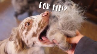 WHAT BRUSHING my AUSTRALIAN SHEPHERDS LOOKS LIKE | How much hair does an Aussie shed?