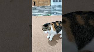 Vindictive calico cat