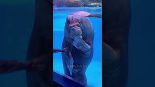 Funny aquarium videos #foryou #funny #funnyanimal #cute #animals #aquarium #ocean #fyp