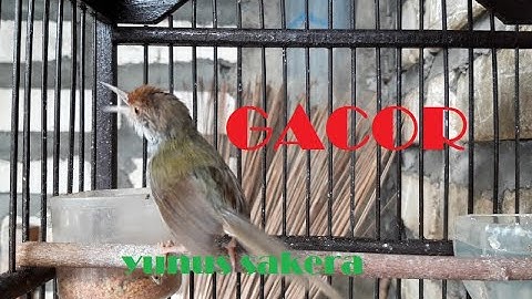 APapun PRENJAK LUMUT || LANCUR ||Pasti NYAUT ikutan GACOR  dengan Pancingan ini