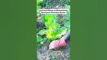 Njia Rahisi Ya Kuzalisha Mbegu Za Mbogamboga Mwenyewe Shambani Kwako Ajefarms Fyp Seeds Kilimo 