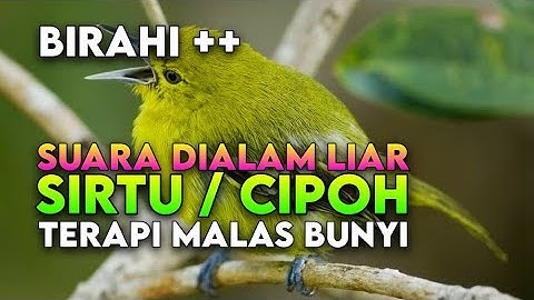Suara Sirtu / Cipoh Dialam Liar Untuk Terapi Tambah Birahi Yang Malas Bunyi Stres Dan Mancet