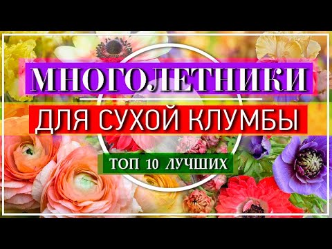 Видео: Теплолюбивые многолетники: многолетники для жаркого климата