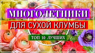 ТОП 10 Многолетников, Которые Пышно ЦВЕТУТ Без Полива 🌈🌞 Для Солнечной Клумбы 🌹 САМЫЕ Эффектные 👍💕