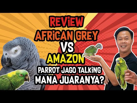 Video: Amazon vs Parrots Abu-abu Afrika