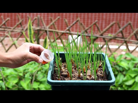 种植香葱，少了这种“水”，叶子细长不好