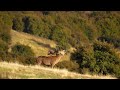 Roaring giant red stag hunting in New Zealand with Exclusive Adventures NZ