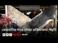 কোরবানির পশুর চামড়া নিজে ব্যবহারের জন্য সংরক্ষণ করবেন যেভাবে | BBC Bangla