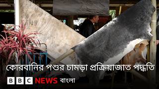 কোরবানির পশুর চামড়া নিজে ব্যবহারের জন্য সংরক্ষণ করবেন যেভাবে | BBC Bangla