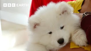 First Time Puppy Parents Welcome New Arrival | Wonderful World Of Puppies | Bbc Earth