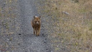 zorro culpeo en tierra del fuego