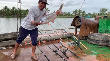 Câu Cá Tra Sông | Chỗ Này Câu Ngon Lụm Luôn Hugo Xém Chút Toang Cần Mới | Fishing Miền Tây