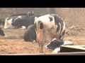 Dairy farm in Punjab