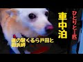 【車中泊】アラカンおばちゃんと保護犬ハナの車中泊　道の駅くるら戸田と御浜岬