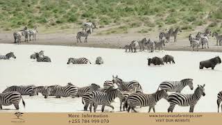 The Great Migration - Wildebeest Migration Crossing Mara River- Tanzania Safaris Trips
