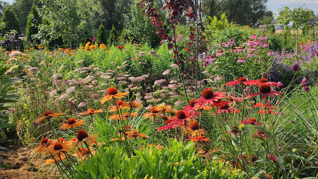 Rośliny z własnych wysiewów🌸 Bujne rabaty tanim kosztem- sezon 2024