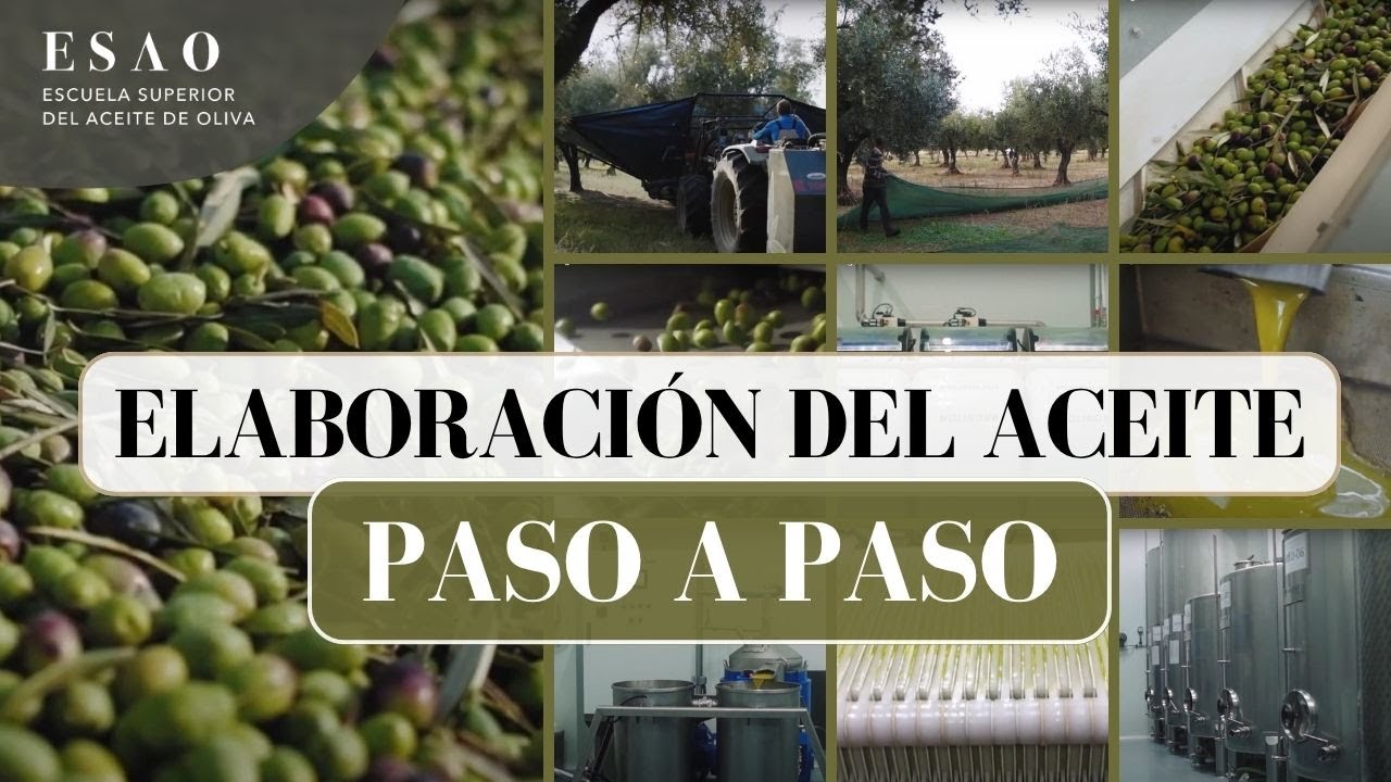 Cómo se Elabora el Aceite de Oliva Virgen | Proceso Paso a Paso Explicado por ESAO