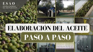 Cómo se Elabora el Aceite de Oliva Virgen | Proceso Paso a Paso Explicado por ESAO
