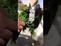 Feeding Baby Goat  #shorts #nature #animals  #cooking #freshnessrevolution #food #yogurtrecipe