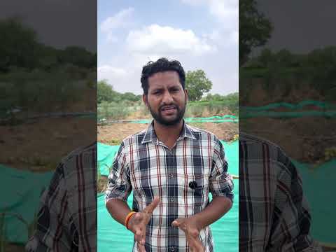 चिरायता की खेती में फायदा या नुकसान? #चिरायता #chirayata #kalmegh #neemuchmandi  #medicinal_plants 
