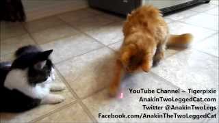Laser Fun With, Anakin The Two Legged Cat, Mika & The Gang by Anakin The Two Legged Cat 11,618 views 10 years ago 4 minutes, 2 seconds