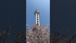 Sumimasen come to Shanghai. What’s Cherry Blossom like in Shanghai? #discoverchina