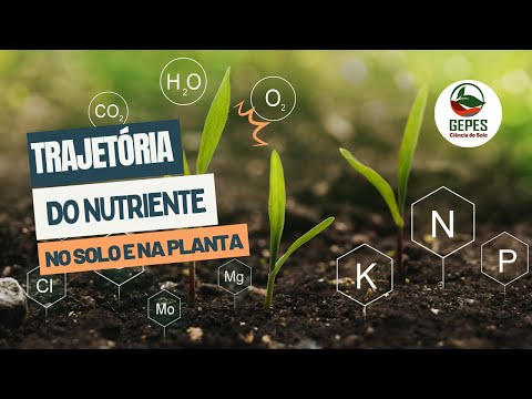 Vídeo: Que plantas colocam nutrientes de volta no solo?