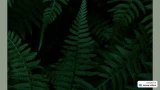 Bigfoot Sightings in Beauregard and Caldwell Parishes in Louisiana