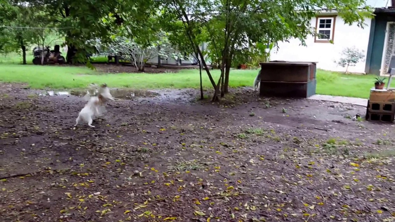 Cat chases dog! YouTube