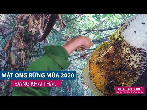Khai Thác MẬT ONG RỪNG Mùa 2020 - Khai Thác MẬT ONG RỪNG Mùa 2020