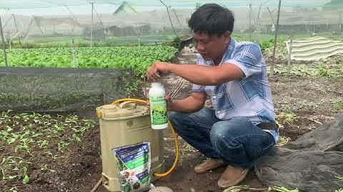 TRICHODERMA DẠNG LỎNG HIỆU QUẢ VƯỢT TRỘI. TƯỚI RAU MÀU, CÂY CÔNG NGHIỆP, HỒI PHỤC & DUY TRÌ ĐẤT KHỎE