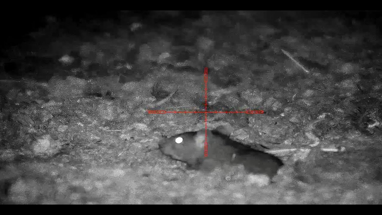 40+ rats An hour under the chicken shed night vision rat hunting
