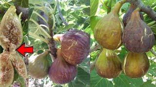 طريقة جنونية لزيادة ثمار شجرة التين وتكبير حجم ثمار شجرة التين للحصول على ثمار ناضجة fig tree fruits