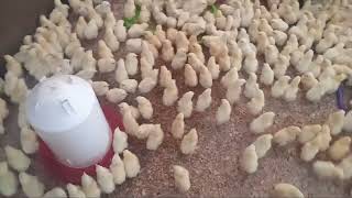 How to grow Broilers Day 2