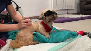 Dog 'Minnie' Gets Successful IVDD treatment with Laser Therapy