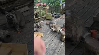 Raccoon Family At The Door, Peanut Butter Club , By R Conyard