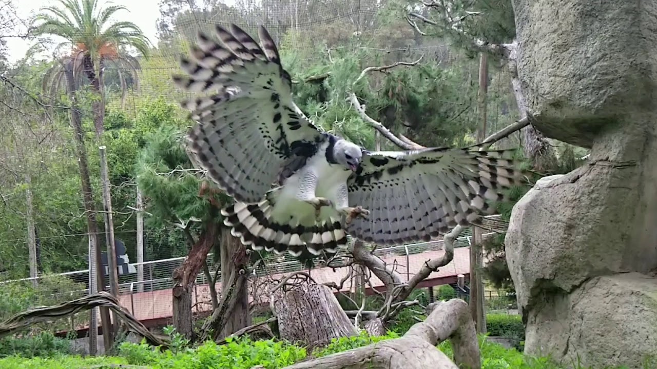 Harpy Eagle Soars in Slow Motion 