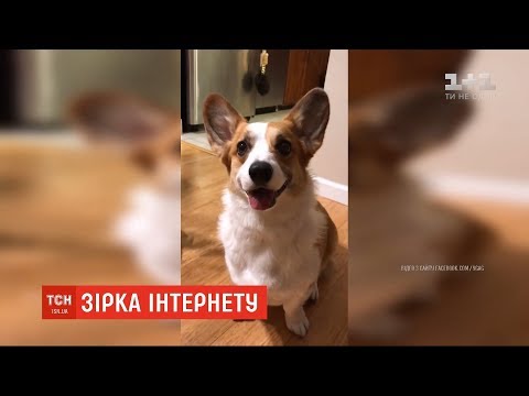 Мережу підірвало відео, на якому собака приносить пиво із холодильника своєму господарю