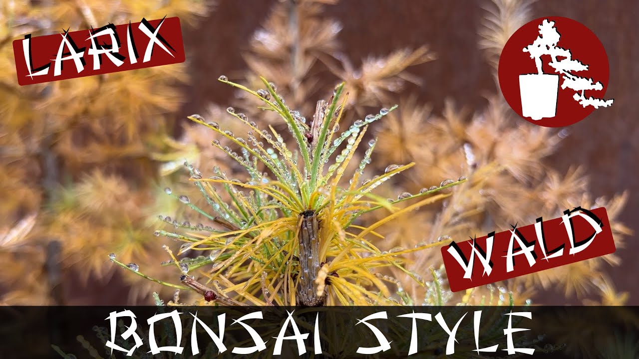 Weiterentwicklung meines Lrchenwalds | Hybridlrche (Larix x eurolepsis) |  #049 Bonsai Style