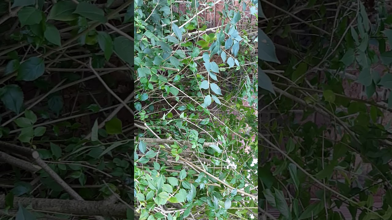 Pruning overgrown shrubs, part two, by Loreeebee_garden_designs