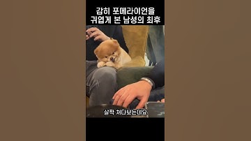 성깔있는 댕댕이를 귀엽게 쳐다본 남성의 최후