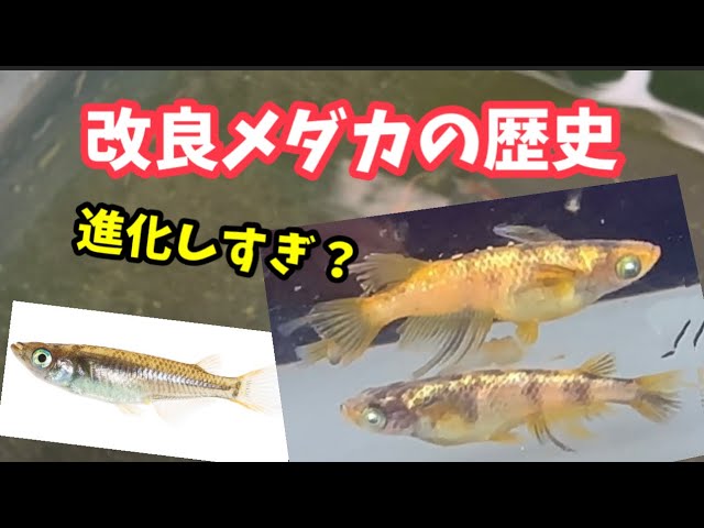 いのちの童話: メダカ銀河をゆく/手塚 カズ いのちの童話: メダカ銀河をゆく/手塚 カズ いのちの童話