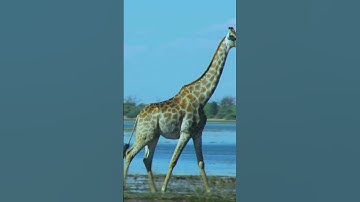 The Three Giraffes Adventure #shorts #youtubeshorts #giraffe #wildlife